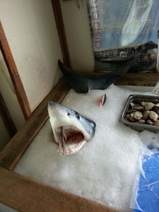 2014 Monster Shark Tournament