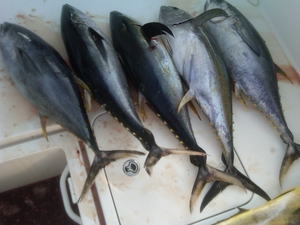 2011 SJ Tuna Tournament caught on Taylor Jean