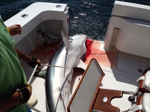 Taylor Jean 2013 Mako Mania 333 lb. Mako
